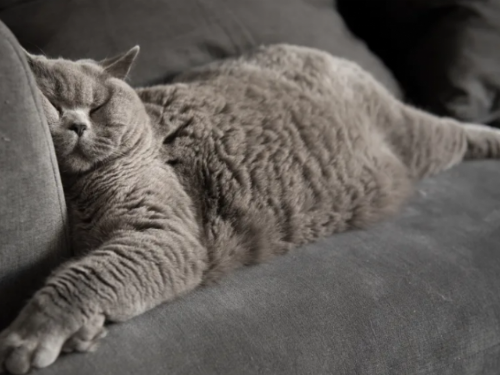 國際貓咪日：寵愛有度，減肥別忽視！超過40%台灣貓咪肥胖，獸醫師呼籲飼主重視健康