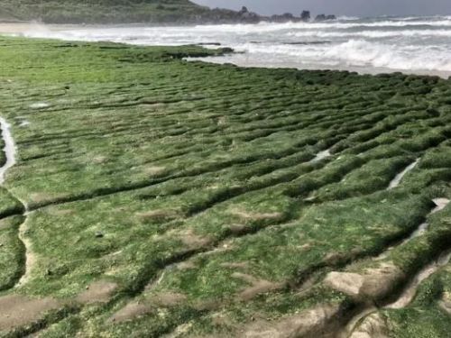「老梅綠石槽」提前綠了！勿踩踏春季期間限定美景，最美朝聖時刻就在這時