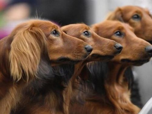 新研究揭示：超過一半的腹瀉寵物犬可能攜帶抗藥性「超級細菌」