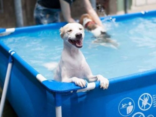 2024「好伴bàn公園」狗狗運動會夏日祭典！