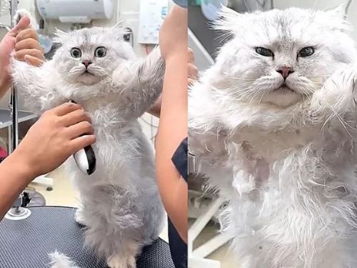長毛貓遭剃腋毛秒石化！搞笑反應展現「飛機耳」與「瞳孔地震」 飼主揭開無奈真相