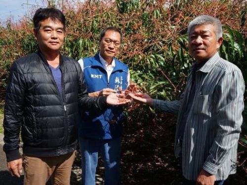 芒果結穗期遭受病蟲害侵襲，大量落果情況嚴峻，農政單位應予以重視並提供救助