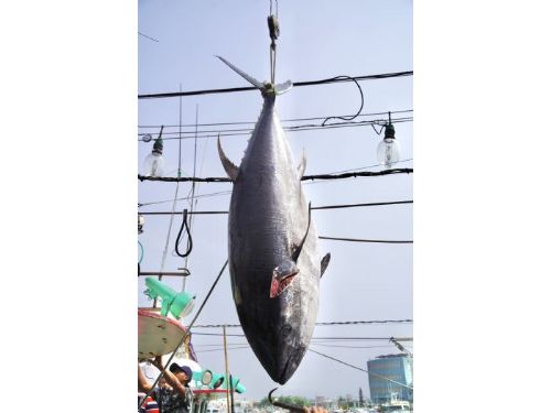 屏東縣政府冷凍設備不足導致黑鮪魚拍賣價格下滑