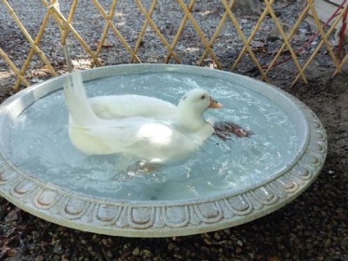 新北市動保處勇救受傷白鴨，展現人與動物的溫暖關懷