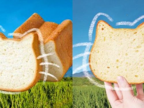 「阿秀鮮乳 X NEKO NEKO SHOKUPAN」攜手聯名！超軟Q「花蓮小農牛奶貓咪吐司」限定開賣