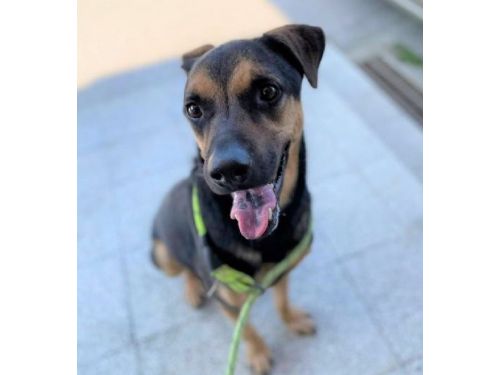 桃園市政府動物保護處於113年7月辦理偏鄉混種犬貓三合一免費絕育活動