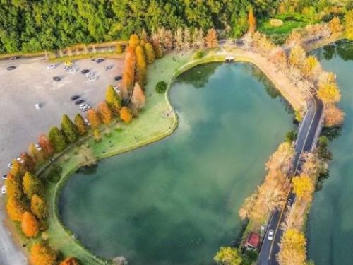 宜蘭浪漫冬季「愛心落羽松湖」秀麗風光！ 絕美落羽松林與湖面倒映，夜晚燈光點綴成絕佳打卡地