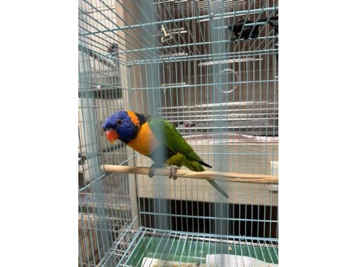 可愛鸚鵡「壯壯」失而復得，新北市動保處協助飼主團圓