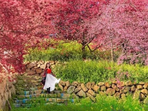 即將開園！ 南投水里最美「阿本農場」1/7開放追櫻 免預約接駁、門票、花況資訊搶先看