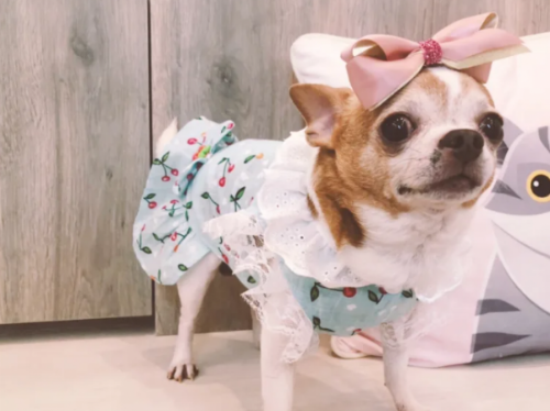 忠實陪伴年月 老化的毛孩也需特別關愛