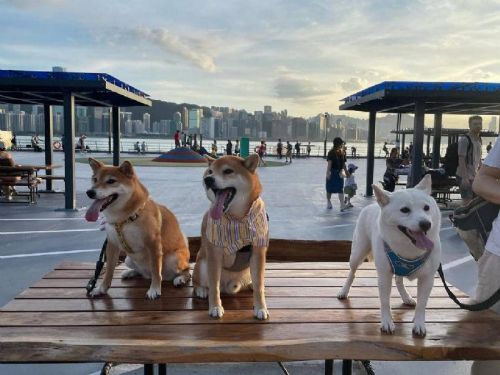 寵物旅遊新趨勢，帶著毛孩一起跟團玩