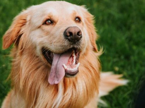 犬貓絕育(結紮)三合一活動