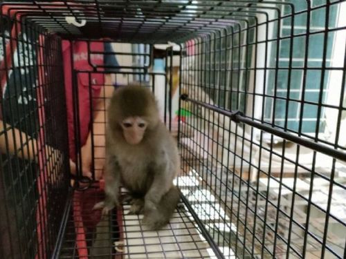 新北市動保處成功捕捉小獼猴，並呼籲居民遵守安全守則