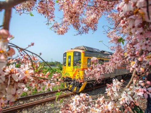 全台花旗木盛開，快來一起走花路！