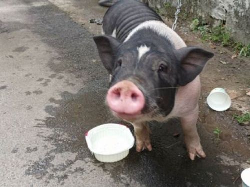 新北市呼籲防範豬瘟：動保處強調不容忽視的防疫措施