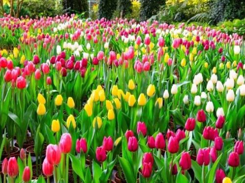 超夢幻鬱金香花海！杉林溪盛開美炸了