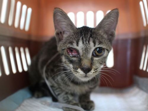 小虎斑貓的幸福新生：從病痛到找到溫暖新家的旅程