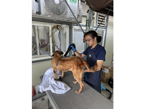 動保處攜手學校，推動寵物美容實習計畫，助力收容犬隻找到新家