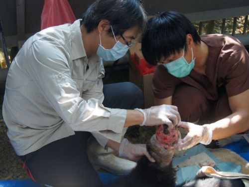 農業部生物多樣性研究所野生動物急救站：30年守護台灣野生動物