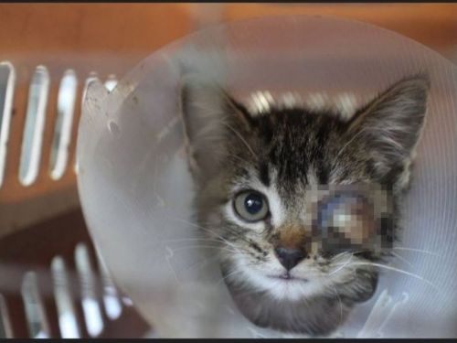 新北市動保處成功救援虎斑幼貓，展開幸福新生活