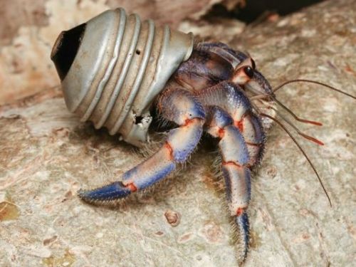 塑料污染危機  寄居蟹「披上」塑料廢棄物