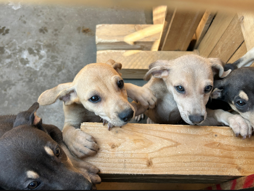 屏東動物之家將於6月正式啟用全國唯一的複合式動物救傷安置場