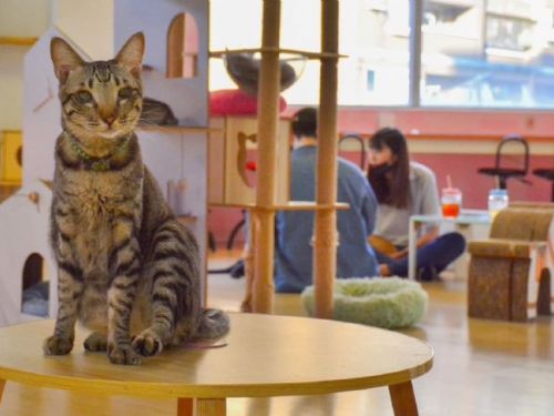 一起來挑戰吧！喵喵鐵奴三項競賽熱情開跑，金牌「鏟屎官」等你來拿！