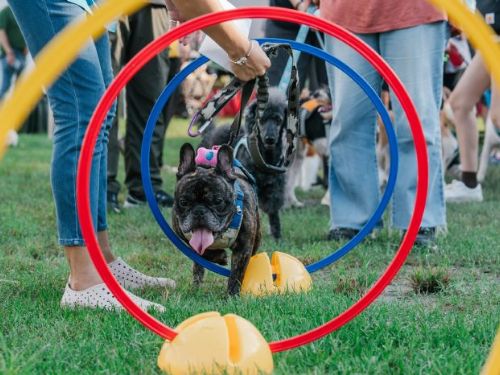一起來慶祝毛孩健康日：臺北市動保處舉辦狂犬病防治活動