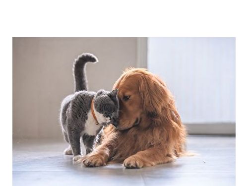 馴服異味！五招有效去除寵物異味的方法，讓你的家清新如初