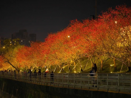 2024台北「夜櫻樂活季」今日1/26盛大開幕，市集韻律與電音派對同步登場，精彩持續至228連假