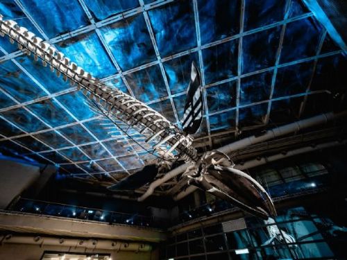 漫遊海底奇幻世界：屏東海生館夏季特展《波下的漫遊者》