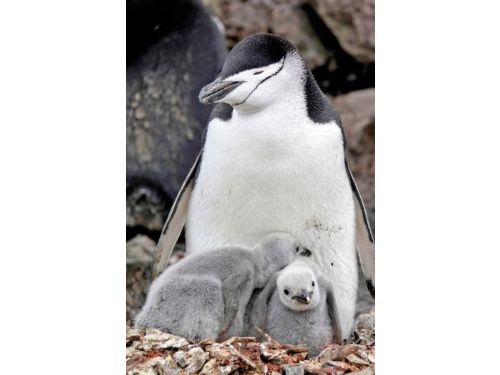 打盹萬次每次3.9秒 南極企鵝每日睡足11小時