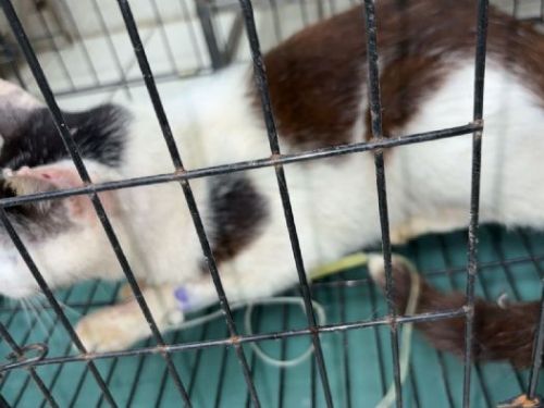 新北市動保處提醒：關注毛寶貝的肝健康，為牠們的快樂生活護航