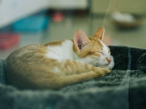 愛貓成癡的馬爺爺離世 | 動保處表達深切哀悼