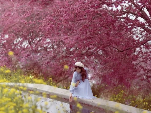 櫻花與油菜花綻放迷人景致！提前閉園通知，趕快體驗絕美景色