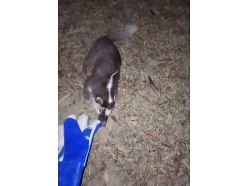 屏東縣車城鄉驚現狂犬病！恆春半島近期第二例