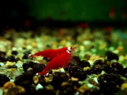 台灣水晶蝦：檢疫規範與育種技術