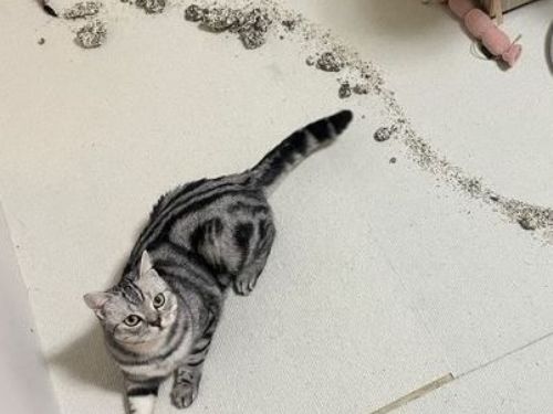 藝術魂上身！美短「畫出一條屎路」奔放構圖驚呆萬人：太有才