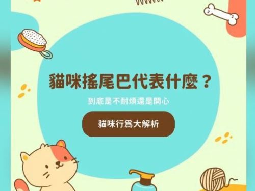 貓咪搖尾巴到底是心情好還是不好？解析喵星人的微小動作背後含義