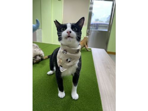 屏東縣政府促進寵物友善文化，邀請您參與「造訪寵物友善空間贈獎活動」！