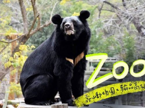 家長救星登場！壽山動物園攜手飯店推住房專案新體驗