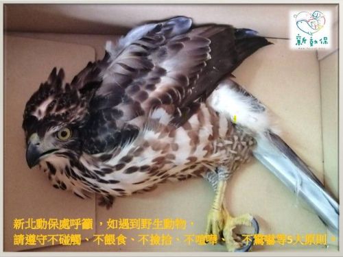 捍衛生態平衡，保護野生動物