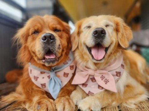 阿金特別換上洋裝迎接朋友！結果大屁股坐下「腰間肉炸出」尷尬