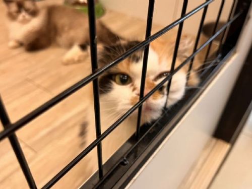 8月8日國際貓me日 | 打造專屬回憶