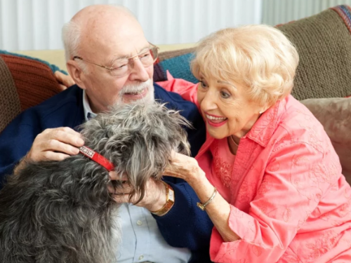 狗狗不只是好朋友 日本研究：長者養狗可降低4成認知症發病風險