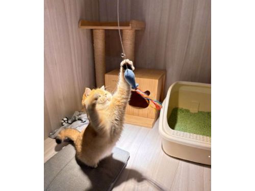 寵物寄宿：給毛小孩一個安心的度假去處