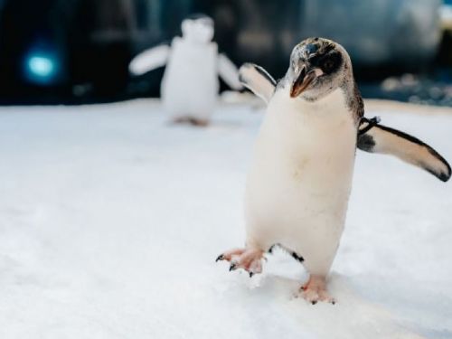 企鵝年度大健康！屏東海生館揭秘雙腳不凍秘技