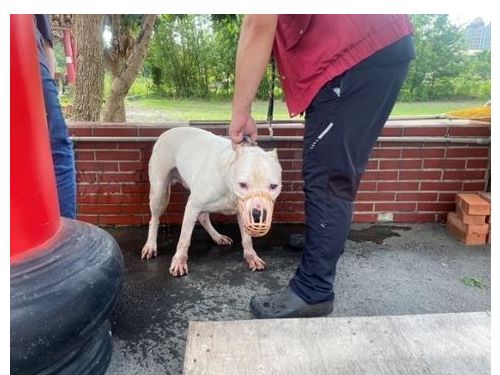 侯硐火車站附近遛狗新規：愛犬安全管理更嚴格