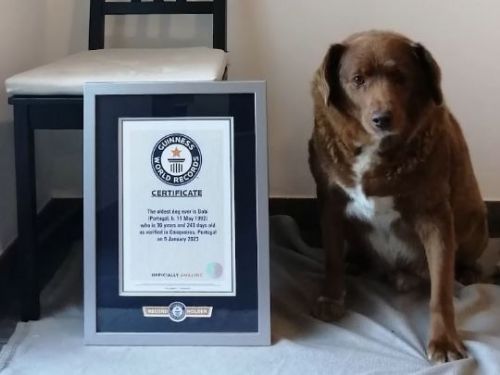 葡萄牙最年長阿蘭多獒犬Bobi慶生　滿31歲相當於人類217歲