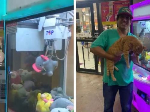 男子夾公仔機意外「夾」出活貓　笑翻全場